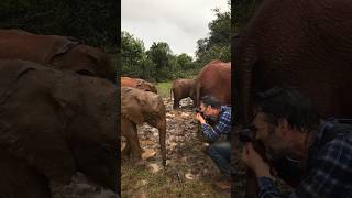 Hanging out with elephants 🐘 #Elephants #Shorts