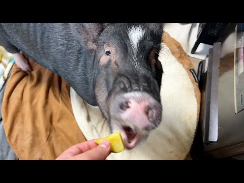 An ordinary day spent with an adolescent pig - YouTube