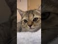 【#shorts】隣に来てにゃーと鳴く猫が可愛すぎる