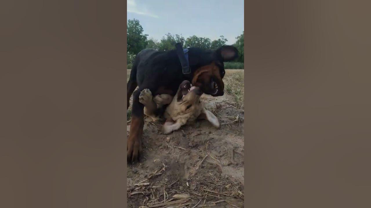 rottweiler v/s golden retriever fight / dog fighting - YouTube