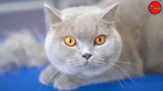 Persian Cat | Funny Cat Video | To Increase