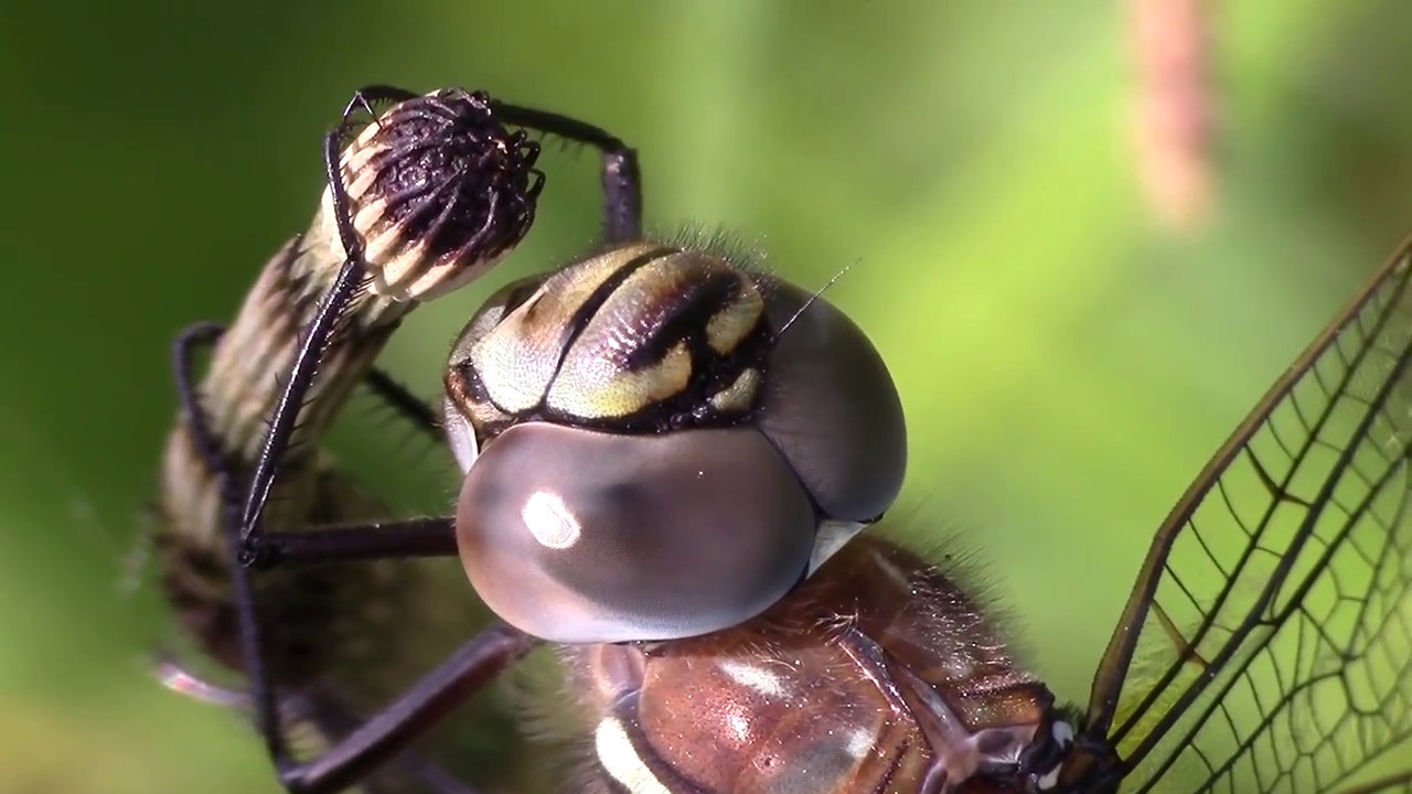 Siniukonkorento - Aeshna juncea