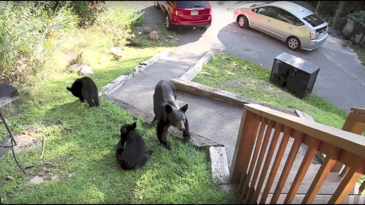 Bears at the cabin in Smoky Mountains YouTube