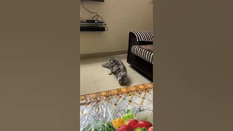 Video 5489071: cats catlover funny, baby cat angry, cat sounds angry, cute cat baby sound, catlover playing funny