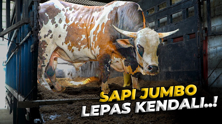 GUE BARU TAU, ANGKUT 7 SAPI JUMBO NAIK KAPAL TIDAK SEMUDAH ITU..!