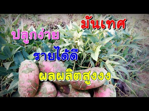 การปลูกมันเทศผลผลิตสูง