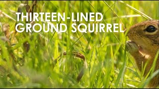 Interesting Mammals at Pope Farm Conservancy: Thirteenlined Ground Squirrels