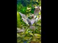 Otocinclus Catfish Eating Black Hair Algae