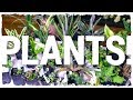 HUGE Terrarium & Vivarium Plant Unboxing