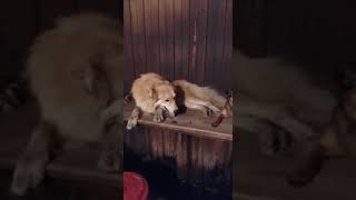 Собака парится в бане