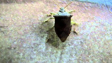 Stink Bug