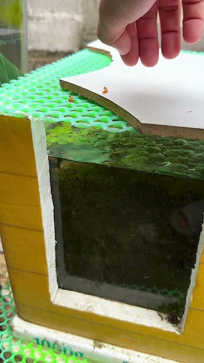 https://vt.tiktok.com/ZSSLpDw8e/ #cabaymau #guppy #aquarium #channa #caloc #caloccanh #calocvayrong