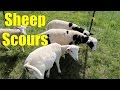 On no! Sheep Scours