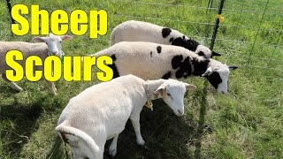 On no! Sheep Scours