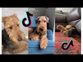😍 Cutest Airedale Terrier 😂 Funny and Cute Airedale Terrier Puppies and Dogs Videos