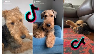 Cutest Airedale Terrier  Funny and Cute Airedale Terrier Puppies and Dogs Videos