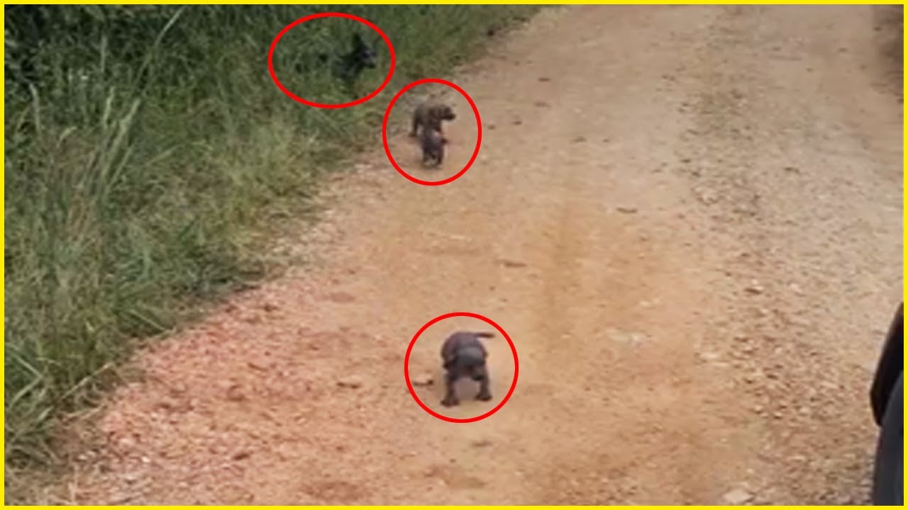 Никто не понимает, что они собой представляют, пока не подходят и не плачут, прося еды и помощи.