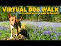 [NO ADS] TV for Dogs 🌲 Dog Walking in the Forest with Nature Sounds 🐕 Relaxing Music for Dogs