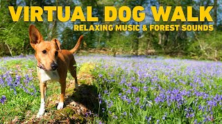 [NO ADS] TV for Dogs 🌲 Dog Walking in the Forest with Nature Sounds 🐕 Relaxing Music for Dogs