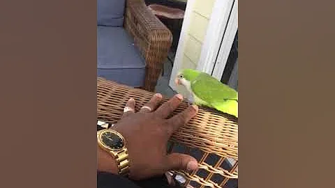 Manicure by my sisters parrot