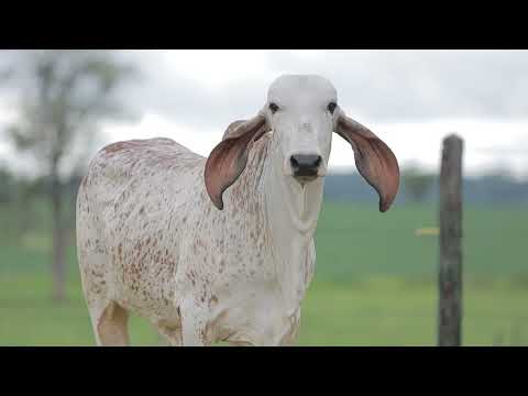 LOTE 27 – CAL 15128 AMIGA FIV CAL