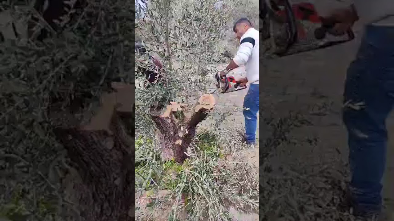 ZEYTİN AĞACINDA GENÇLEŞTİRME BUDAMASI SONRASI DAL SADELEŞTİRME BUDAMASI