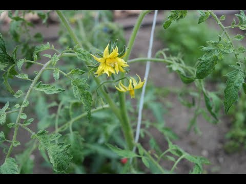 Видео: Доматени растения с фузариозно увяхване – лечение на фузариозно увяхване на домати