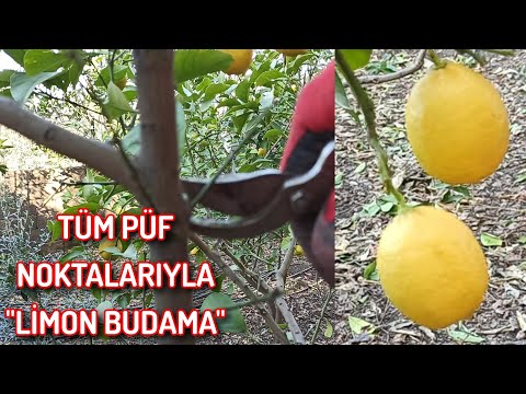 Limon Ağacı Nasıl Budanır