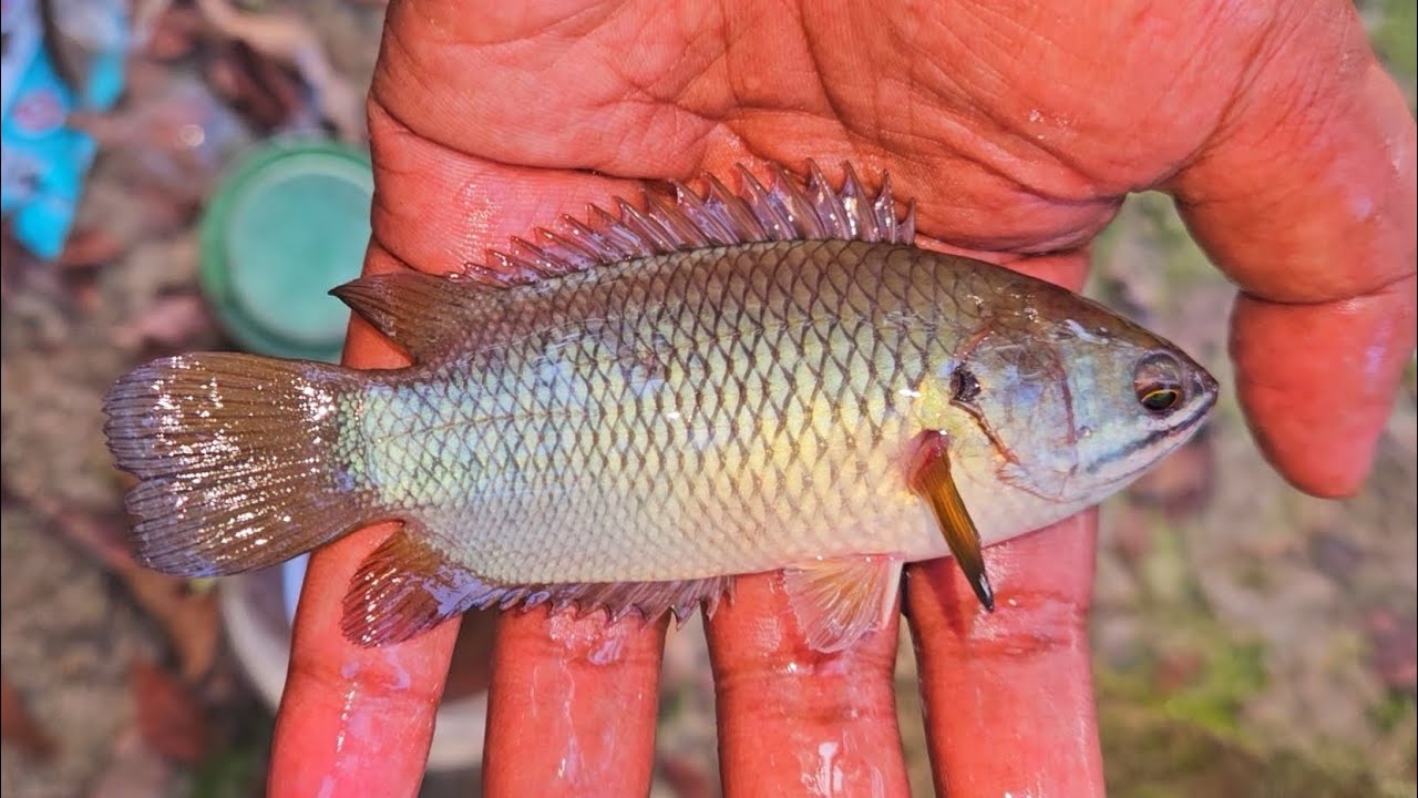 Loccle Fish Desi Local Fish Catching Beside my House at Drain | Hook Fishing ...