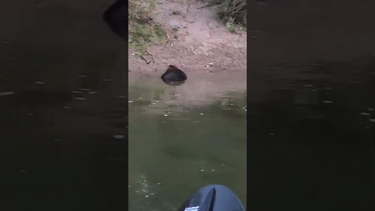 Buddy the Beaver is back!!! One month to the day but on the other side of the river!!!