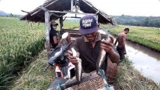 PERTUALANG ANAK KAMPUNG MENCARI IKAN DI KANAL IRIGASI PERSAWAHAN