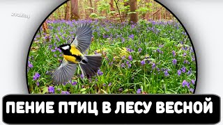 Звук пения птиц весной в лесу для фона