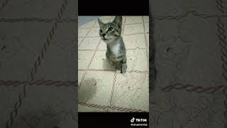 LITTLE ALFIE POSES FOR A PICTURE😃😍