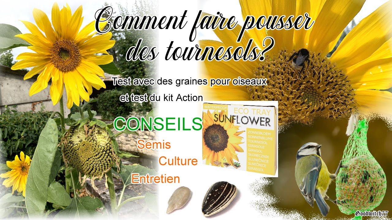 Comment faire pousser des tournesols? Test graines oiseaux / kit action  Conseils culture -sunflower 