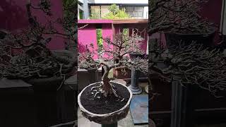 kimeng vs streblus bonsai pameranbonsainasional ppbi pamnasbonsai