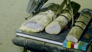 Collecting Whale Bones Experiment | Nautilus Live