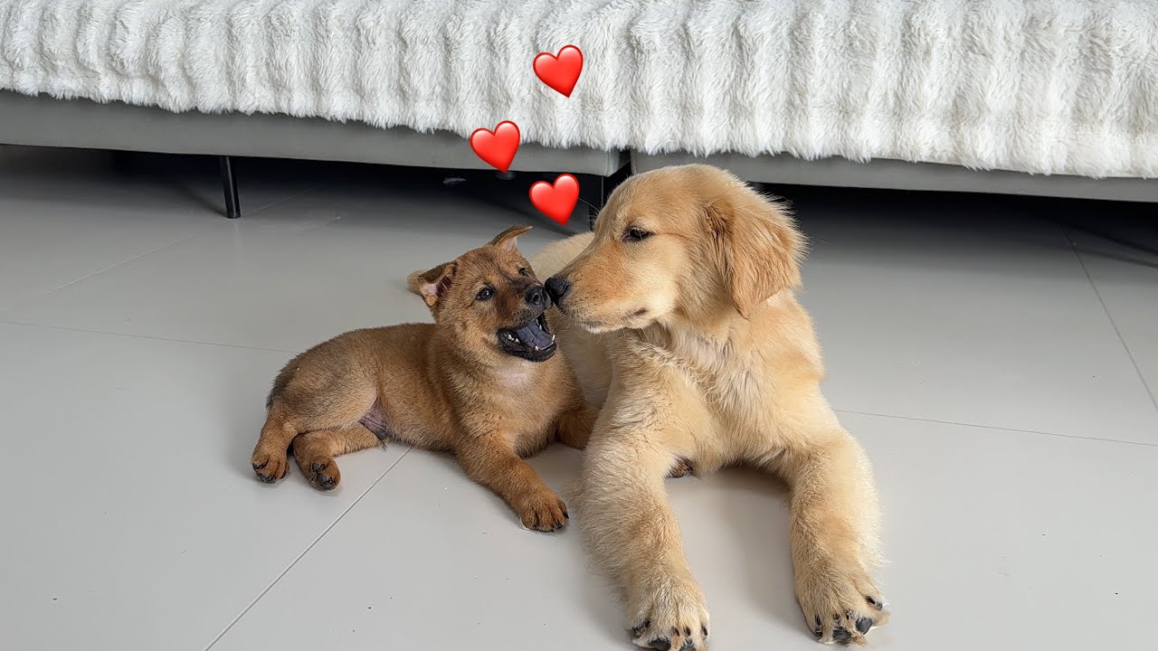 Shiba Inu puppies actually treat golden retrievers as toys! It's