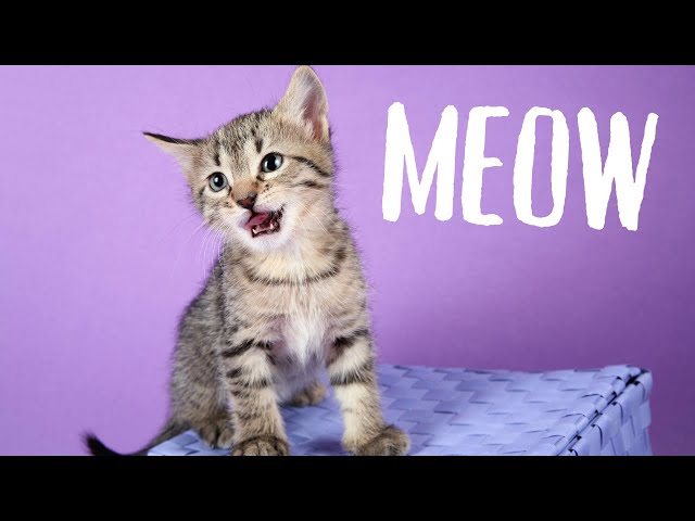 Mini Agrafeuse - Meow KITTENS