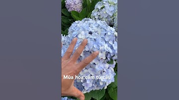 Hoa cẩm tú cầu đà lạt