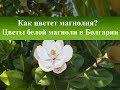 Как цветет магнолия| Цветы белой магнолии Солнечный Берег