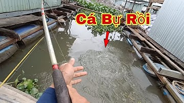 Câu Cá Trên Bè, Lâu Rồi Mới Đụng Cá Tra Lớn Run Tay |Trần Đại Fishing