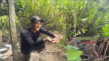 Câu Cá-Rô Đồng-Nếu mà Câu Hết Cá Trong Bụi Cây Này Chắt Phải Mấy Ký Cá / lãng tử miền tây T9