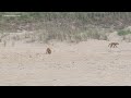 Foxes on the beach wildlife expert explains red fox kits at ocean view