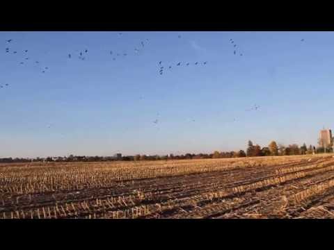 Birds || Cornfield in Ottawa