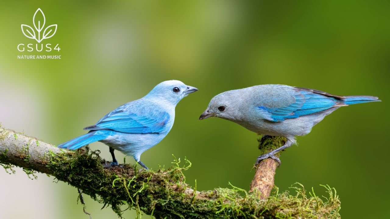 Relaxing Bird Sounds 4K - Nature Sounds Heal Stress, Anxiety and Depression - Soothe the Soul Relaxing Bird Sounds 4K - Nature Sounds Heal Stress, Anxiety and Depression - Soothe the Soul