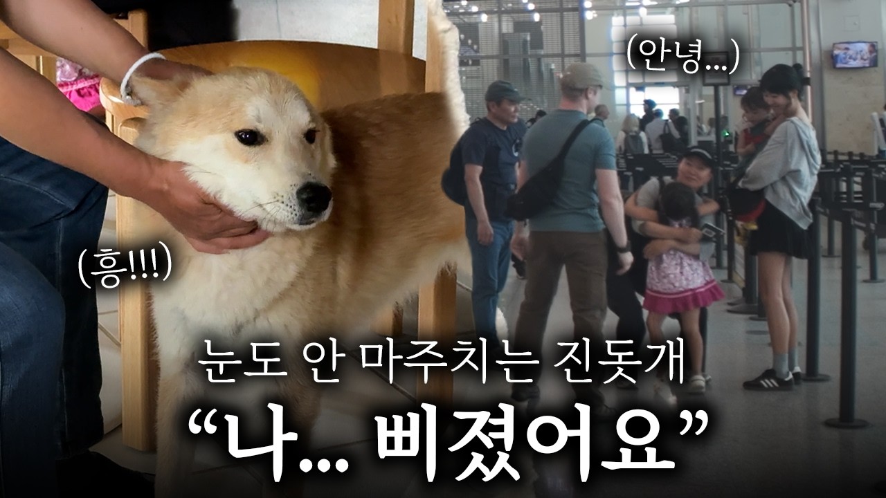 할아버지가 한국 돌아가는 날, 진돗개들이 이러는 건 처음 봐요…ㅎㅎ