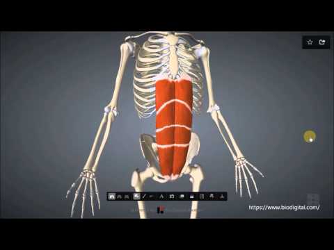 Video: Rectus Abdominis Oorsprong, Functie En Anatomie Van Spieren - Lichaamskaarten