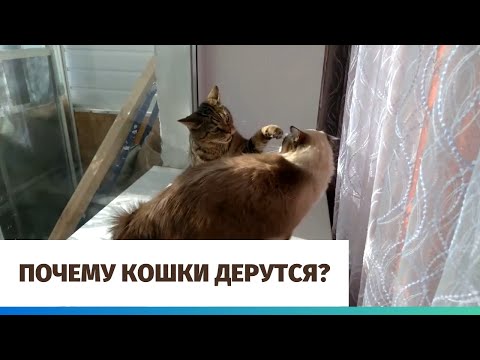 Почему кошки дерутся?