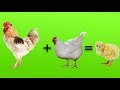 Animals Babies🐣  | Animals for Kids with Surprise Eggs | Cartoon for Children