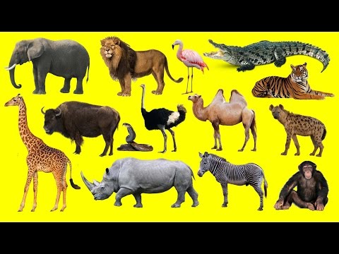 Learning Wild Animals Names And Sounds For Kids In English | Funny Lion Elephant Africa Zoo Animals